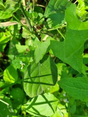 Phaulopsis imbricata