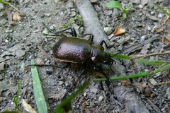 Calosoma inquisitor