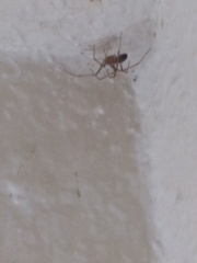 Steatoda grossa