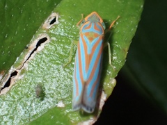 Graphocephala coccinea