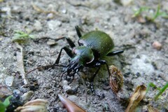 Calosoma inquisitor