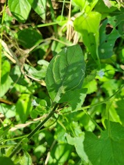 Phaulopsis imbricata