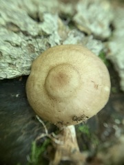 Pluteus