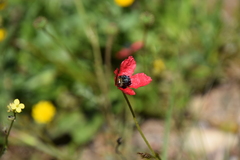 Papaver hybridum