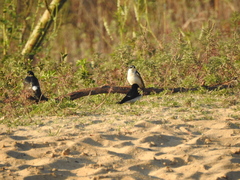 Tachycineta leucorrhoa