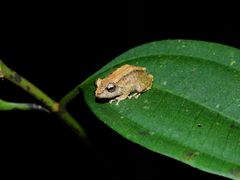 Pristimantis inguinalis