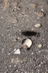 Arctiinae
