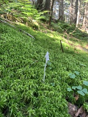 Monotropa uniflora