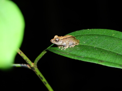 Pristimantis inguinalis