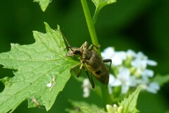 Rhagium mordax