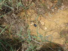 Rhyothemis triangularis