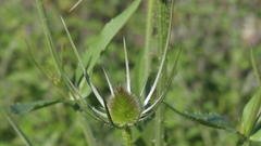 Dipsacus fullonum
