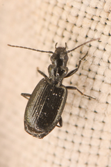 Lebiinae