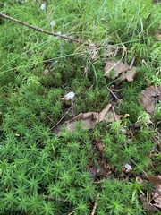Monotropa uniflora