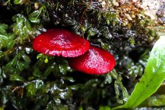 Cortinarius vinicolor