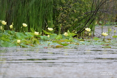 Nelumbo lutea