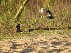 Tachycineta leucorrhoa