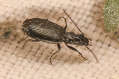 Lebiinae