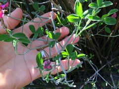 Indigofera sp-aff-platypoda
