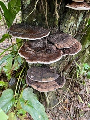 Ganoderma applanatum