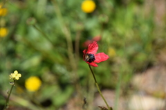 Papaver hybridum
