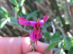 Indigofera sp-aff-platypoda