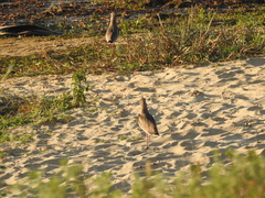 Vanellus chilensis