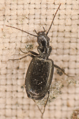Lebiinae