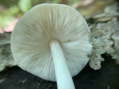 Pluteus