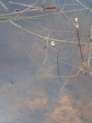 Utricularia aurea