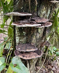 Ganoderma applanatum