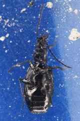 Lebiinae