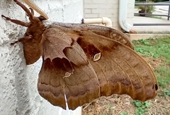 Antheraea polyphemus