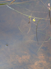 Utricularia aurea