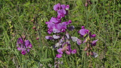 Lathyrus sylvestris