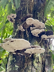 Ganoderma applanatum