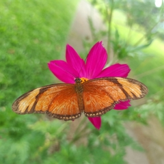Dryas iulia