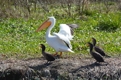Pelecanus erythrorhynchos