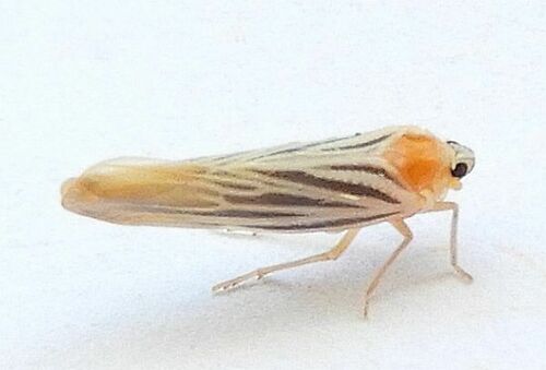 Persis arizonensis