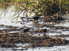 Chrysomus ruficapillus