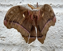 Antheraea polyphemus