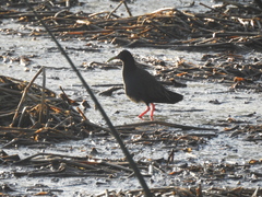 Pardirallus sanguinolentus