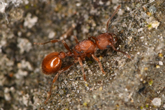 Myrmica