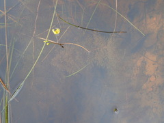 Utricularia aurea