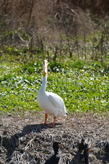 Pelecanus erythrorhynchos