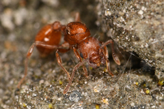 Myrmica