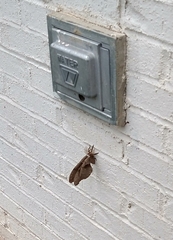 Antheraea polyphemus