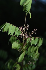 Rourea microphylla