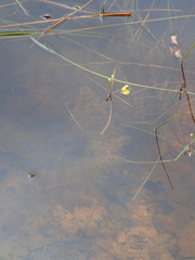 Utricularia aurea
