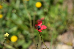 Papaver hybridum